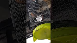 Download Lagu burung kenari full sejaluran milik Mr cecep reza GARUT MP3