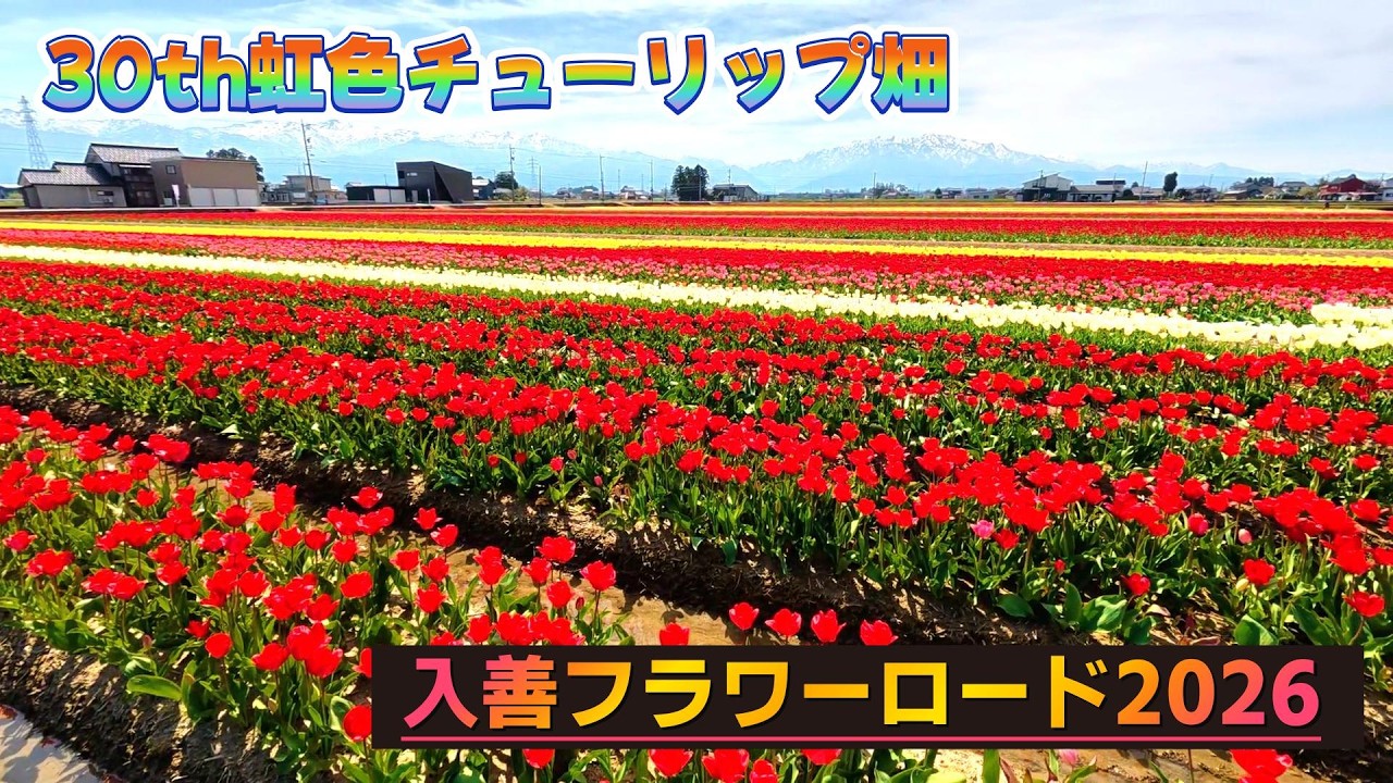 にゅうぜんフラワーロード2026 【30周年記念】虹色畑 - YouTube