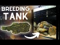 Hillstream Loach BREEDING Tank Setup!