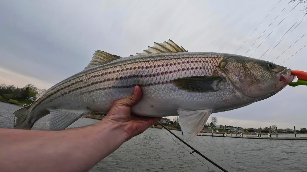 Bunker Makes For HOT Striped Bass Fishing (Daytime Bite) YouTube