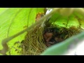 Burung Ciblek Meloloh Anaknya Di Alam Liar | the bird feeding in the nature