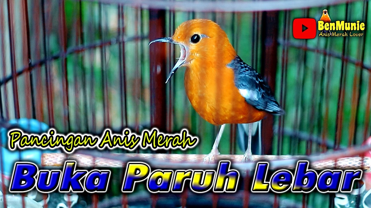 SUARA ANIS MERAH MEWAH CEPAT DIRESPON ANIS MERAH LAIN  #anismerah