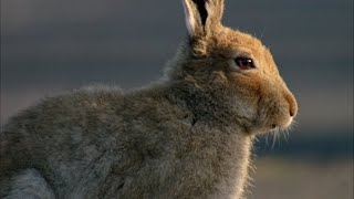 Life on the bog - Carrownagappul Bog by BirdWatchIreland 10,653 views 3 years ago 12 minutes, 14 seconds