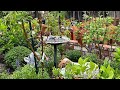 How i shape and fertilize my fruit trees  backyard garden tour