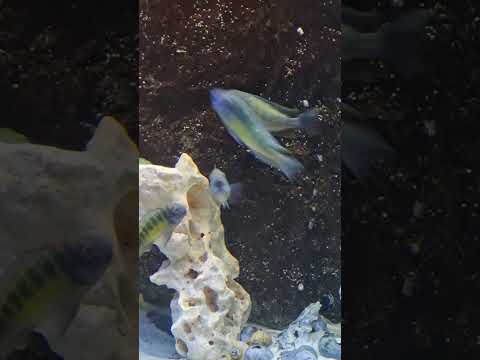 Tropheus Kalambo Und Co