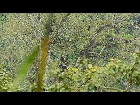 Hornbill Rufous Necked Flight 337 1 