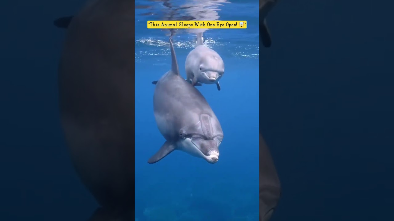 “This Animal Sleeps With One Eye Open! 🤯”