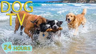 DOG TV: Best Entertain Videos for Dogs to Watch Home Alone All Day Long - Relax Music for Dogs screenshot 2