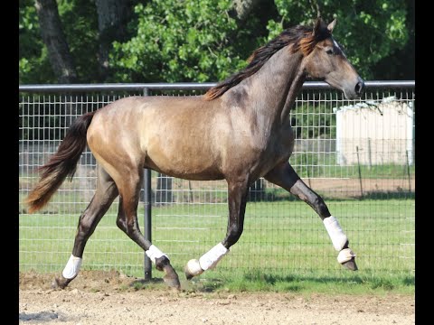 Epic Andalusians - Zarzuelo EAS - Dressage SUPER STAR - 2019 ANCCE Inscribed PRE Andalusian Colt