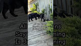 All The Kittens Say The Zooming Is Just Beginning