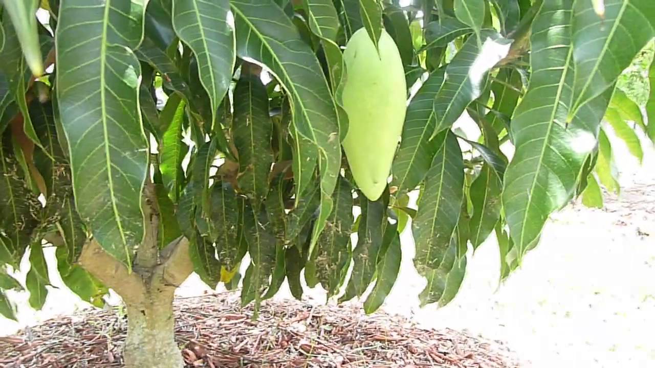 Nam Doc Mai Mango Tree Part 6 YouTube