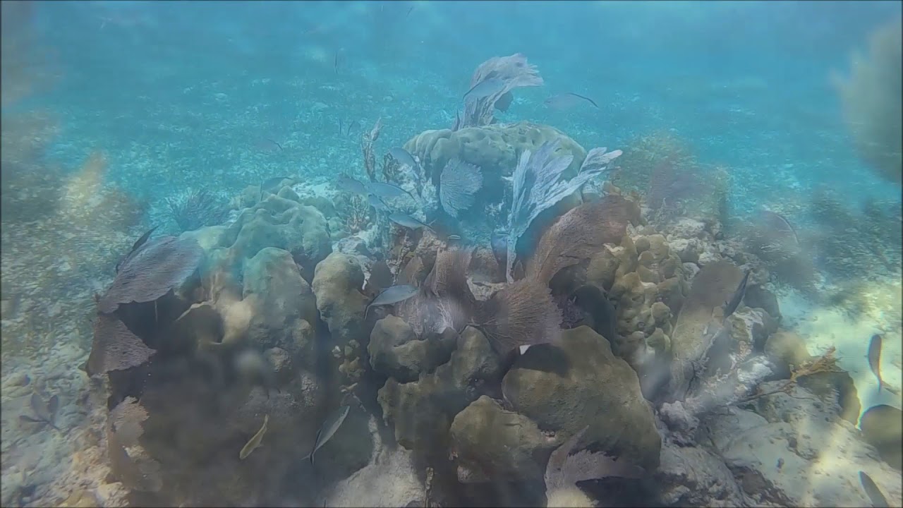 snorkeling John Pennekamp State Park YouTube