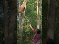 India's hoolock gibbons sing #gibbons #apes #india