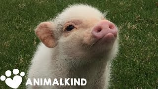 Hank The Mini Pig Is Animalkind