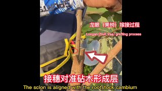龍眼（果樹）夏季嫁接詳細操作過程，接穗對準砧木形成層，這樣有利於成活    Longan (fruit tree) grafting operation process in summer