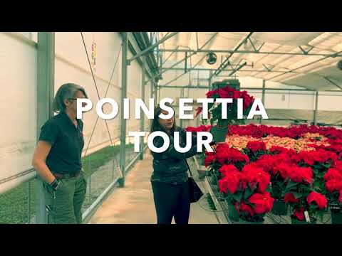 GARDEN GIRLS | Poinsettia Tour - Environmental Horticulture Club