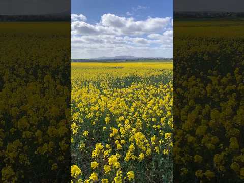 Sea of yellow🟡#shorts #shortsfeed #shortvideo #scotland #nature #flowers #mountains #travel #uk