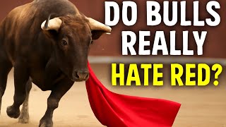 Do Bulls Really Hate Red? The Truth Behind the Myth and What Makes Them Charge