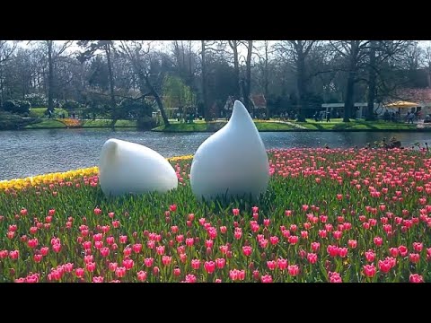 Парк тюльпанов Кёкенхоф - Европейский сад 🔴 Жизнь в Европе