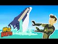 Understanding Whale Feeding and Filter Mechanism