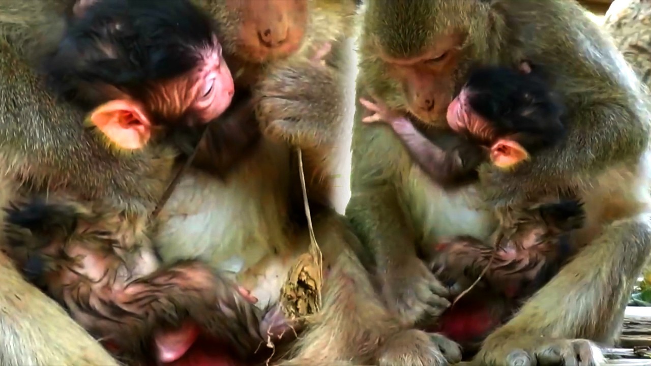 Cutest Moment Compilation Of The Newborn Baby Monkey With Mommy