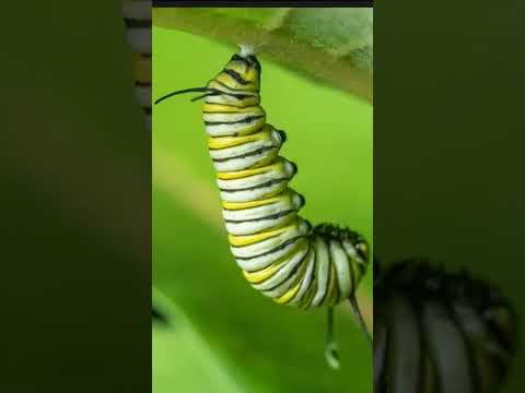 butterfly actual trasformation insects #3 I #shorts I Wildlife ranger