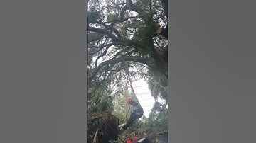 Practicing Tree Climbing #SRT #treeclimbing #petzl #zigzag #notch