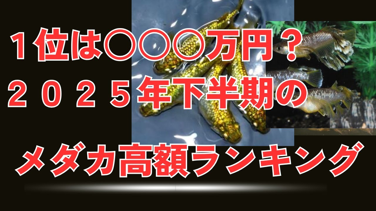 【1位は◯百万円？】メダカ高額落札ランキング2025年下半期ベスト10！