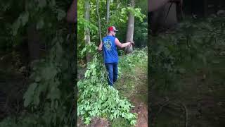 Tree trimming #chainsaw #polesaw #tree #treework #work