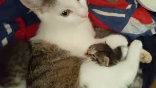 3 Kittens and Mama Cat day 12 by rcncableguy 1,590 views 6 months ago 59 seconds