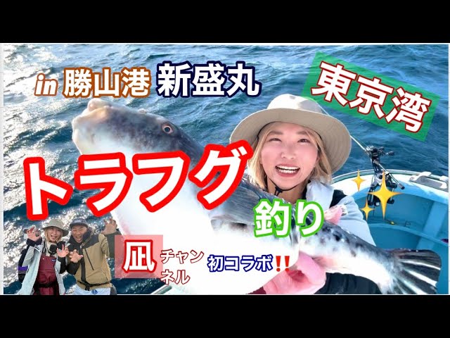超高級魚!とらふぐ釣り爆釣!?Xday!?こんなに釣れていいんですか