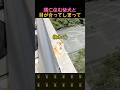 隣の柴犬と目が合ったら…