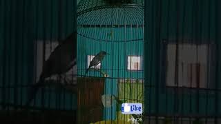 Download Lagu suara kolibri merak MP3