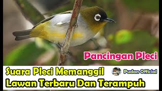 Download Lagu SUARA JERNIH BURUNG PLECI MEMANGGIL LAWAN TERBARU - PANCINGAN BURUNG PLECI MP3