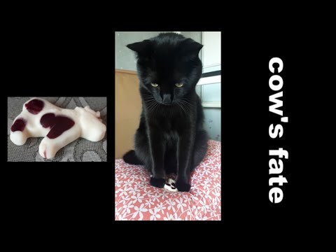[2020.10 .03] &amp;quot;뿌&amp;quot;에게 던져진 &amp;quot;소(<strong>COW</strong>)&amp;quot;의 운명..