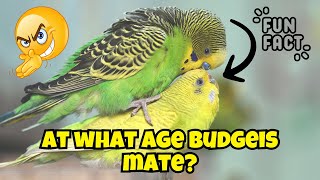 When Do Budgies Start Mating? Signs, Timing, and What You Need to Know!