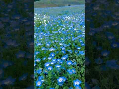 【B.B. LIVE SHOWCASE】NEMOPHILA / Just Do It!