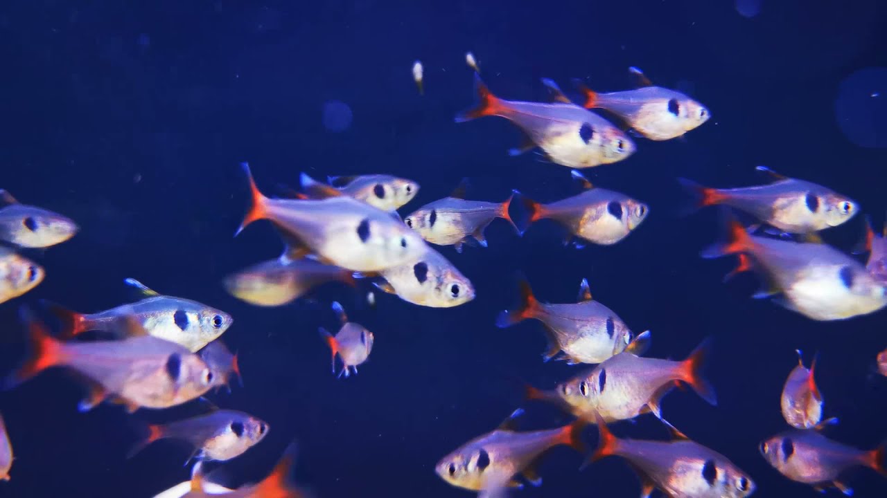 The Wonderful World of Tetras at the Aquatic Design Centre