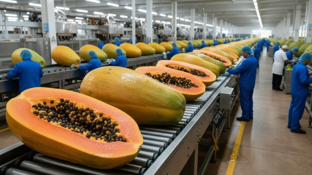 Inside a Modern Papaya Processing Factory  From Fresh Papayas to Premium Orange Purée