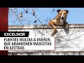 ¿Cuál es la multa por dejar a tu mascota en la azotea?