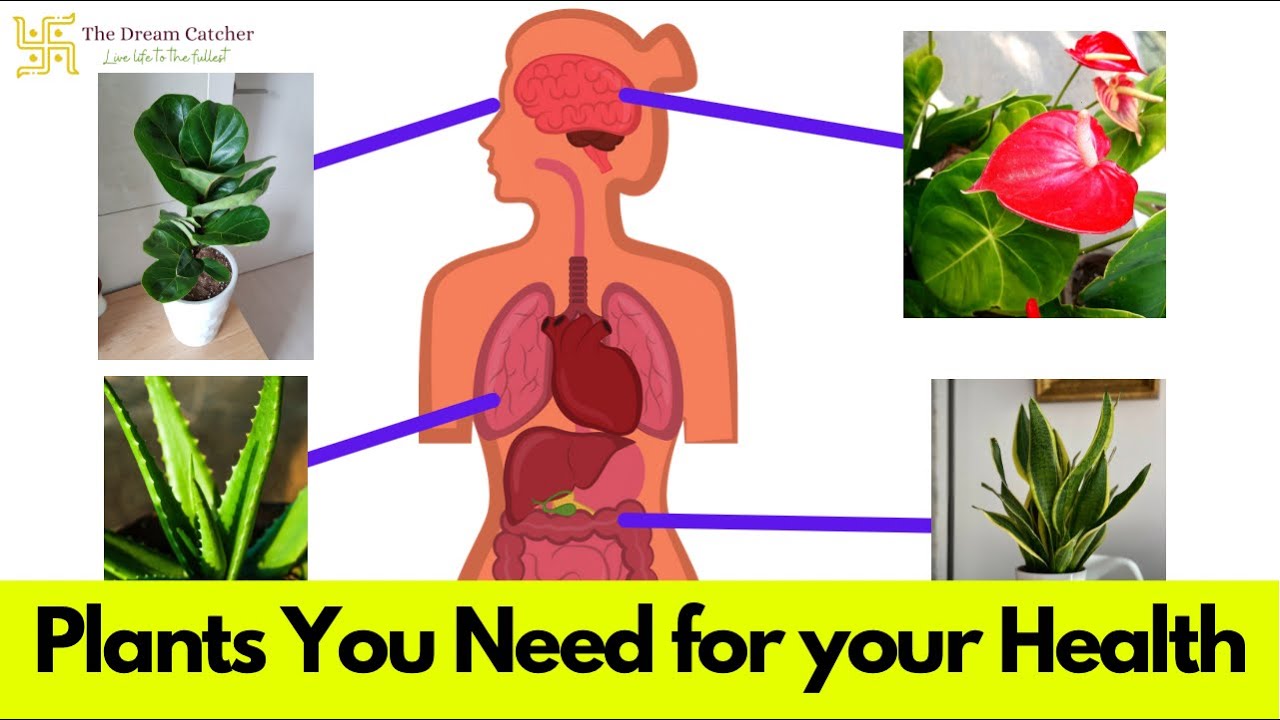 8 healthiest plants for Indoor | Best indoor plants  