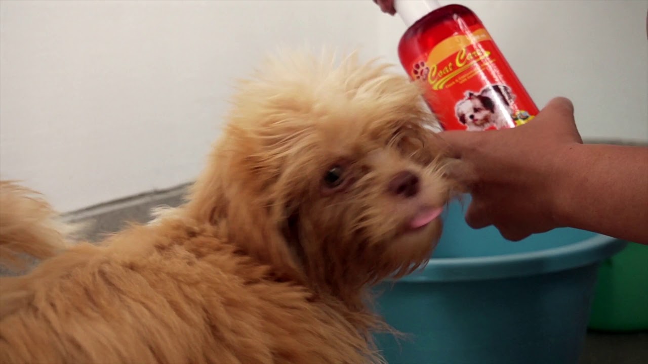 POPOY S VLOG 002 VACCINE DEWORM 5in1 Shih Tzu LHASA APSO popoy-s-vlog-002-vaccine-deworm-5in1-shih-tzu-lhasa-apso