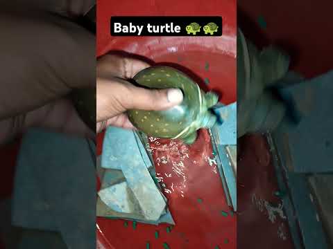 Baby Turtle Viralvideo Fishtankvlog Youtubeshorts Minivlog Turtledoves