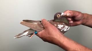 Meulemans 690