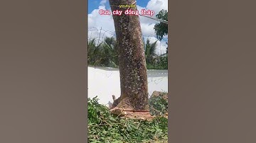 Cưa gốc xà cừ siêu to @cuacaydongthap