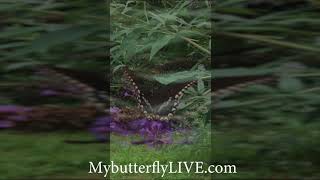 LEPIDOPTERA: Swallowtail Butterfly Slow Motion