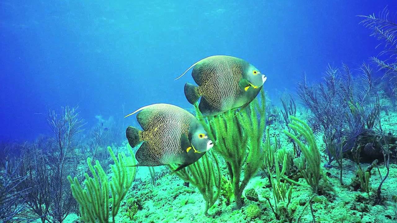 Pedal Steel Guitar with The High Back Booth Orchestra