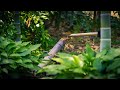 Wait For It... PLONK! Japanese Bamboo Fountain Shishi-Odoshi