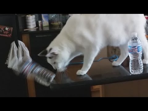 Jerk Cat Knocking Stuff Over compilation.