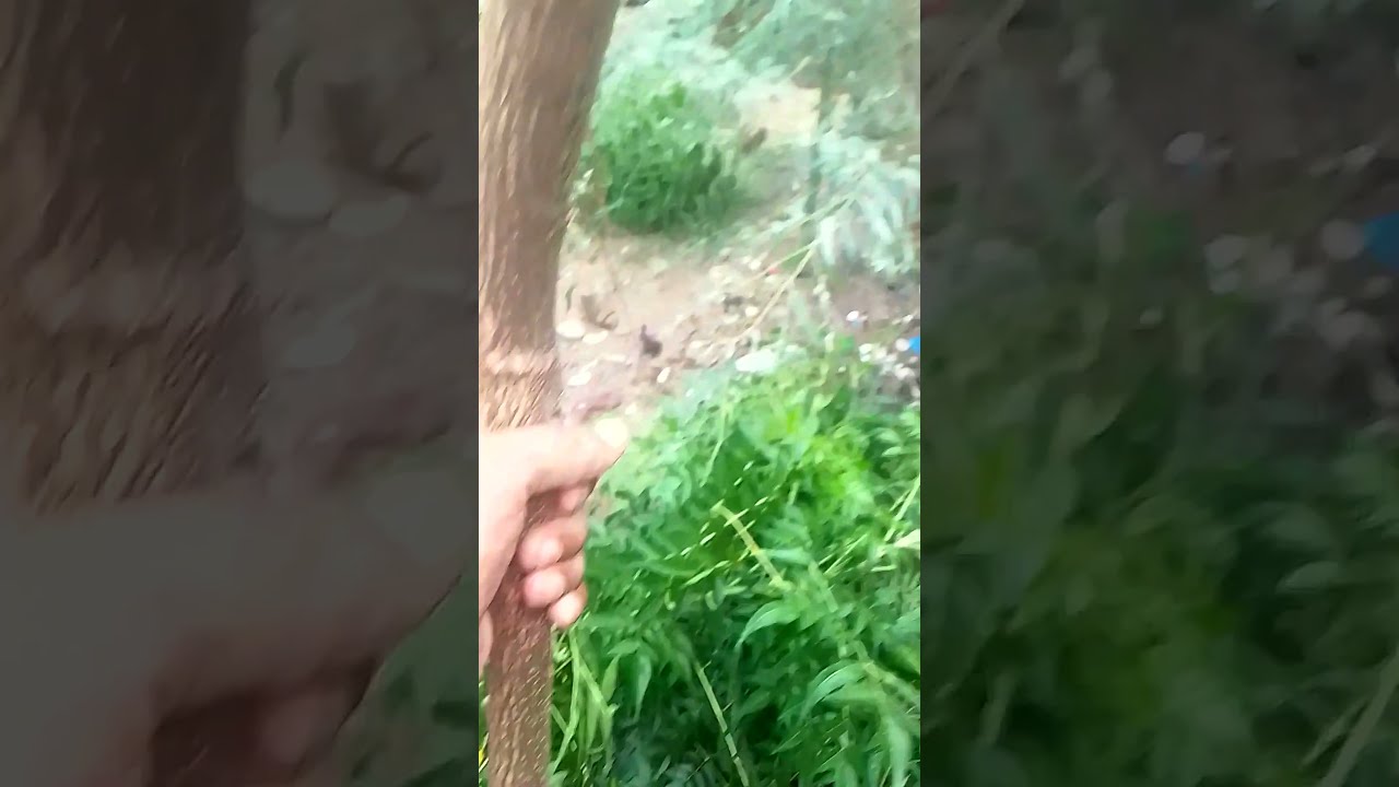 Dharek farming | tree weight of 1 branch | trees farming in pakistan| 17 month tree|